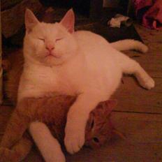 Blanding af racer Den søvnige Nisse