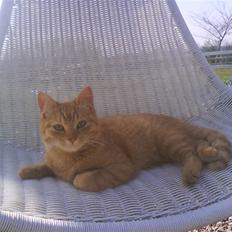 Blanding af racer Den søde Røde R.I.P 