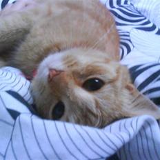 Blanding af racer Den søde Røde R.I.P 