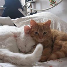 Blanding af racer Den søde Røde R.I.P 