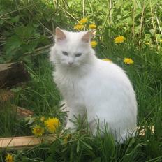 Norsk Skovkat Den smukke Bubbi