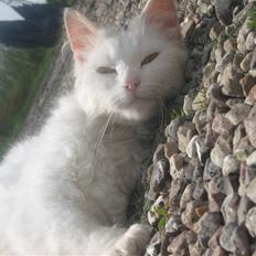 Norsk Skovkat Den smukke Bubbi