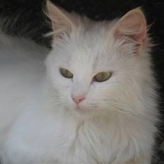 Norsk Skovkat Den smukke Bubbi