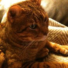 Bengal Han Solo