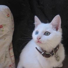 Blanding af racer Charmetrolden Bamse