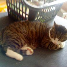 Blanding af racer Hubert //Død//