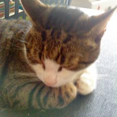 Blanding af racer Hubert //Død//