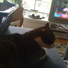 Blanding af racer Hubert //Død//