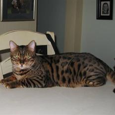 Bengal Orinoco