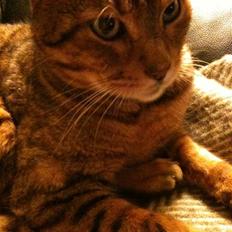 Bengal Han Solo