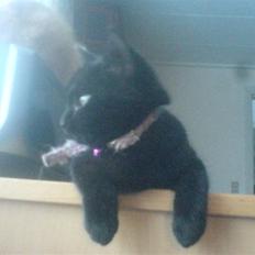 Huskat Sorte R.I.P :(