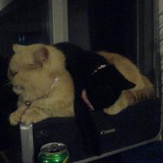 Huskat Sorte R.I.P :(