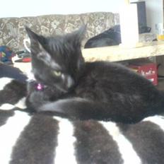 Huskat Sorte R.I.P :(