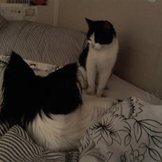 Blanding af racer Betty Boop