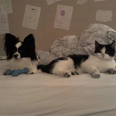 Blanding af racer Betty Boop