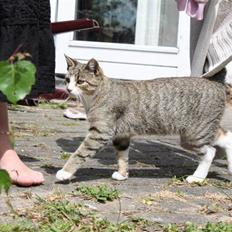 Huskat Millions | †Mille† |