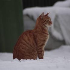 Huskat Millions | Buster |