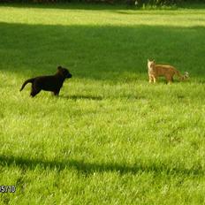 Huskat Millions | Buster |