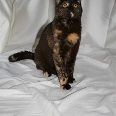 British Shorthair Moore Beauty Ghana bri f