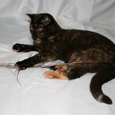 British Shorthair Moore Beauty Ghana bri f