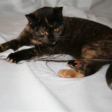 British Shorthair Moore Beauty Ghana bri f