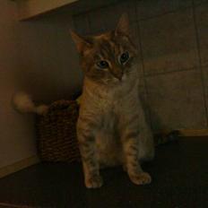 Blanding af racer Kira