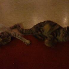 Blanding af racer Nala