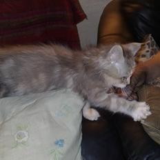 Blanding af racer Kitty