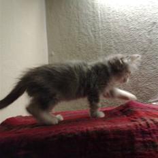 Blanding af racer Kitty