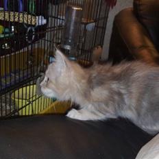 Blanding af racer Kitty