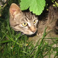 Blanding af racer Choco R.I.P