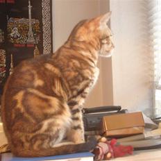Bengal Katja