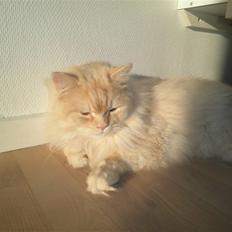 Blanding af racer Sigurd