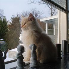 Blanding af racer Sigurd