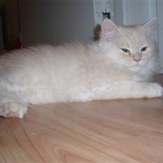 Blanding af racer Sigurd