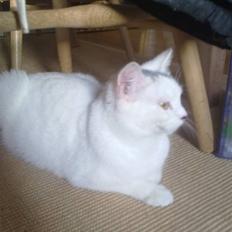 Blanding af racer Kaos