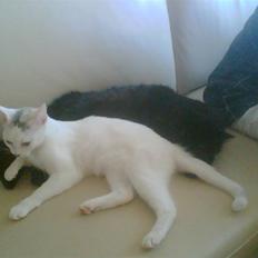 Blanding af racer Kaos