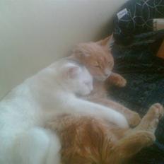 Blanding af racer Kaos