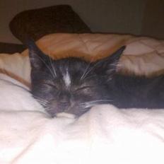 Huskat Bellis *R.I.P*