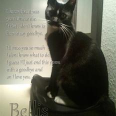 Huskat Bellis *R.I.P*