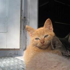 Blanding af racer Lauritz R.I.P 