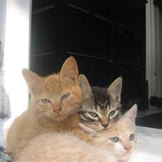 Blanding af racer Lauritz R.I.P 