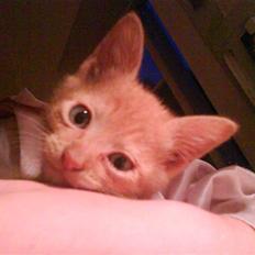 Blanding af racer Lauritz R.I.P 