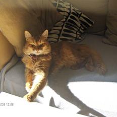 Somali badina's opasia