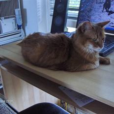 Somali badina's opasia