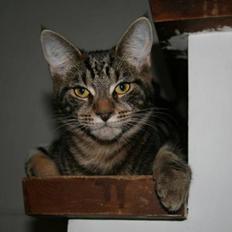 Blanding af racer Miss Fenriska 