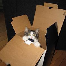 Norsk Skovkat Kejserheden's Madonna