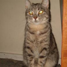 Huskat Neelie