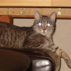 Huskat Neelie