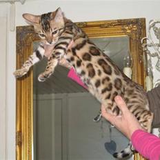 Bengal Fancy Style